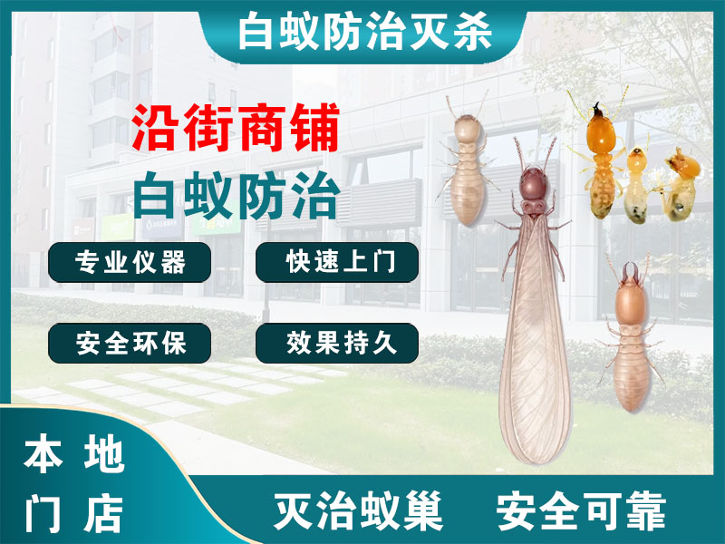 慈溪市沿街商铺白蚁防治
