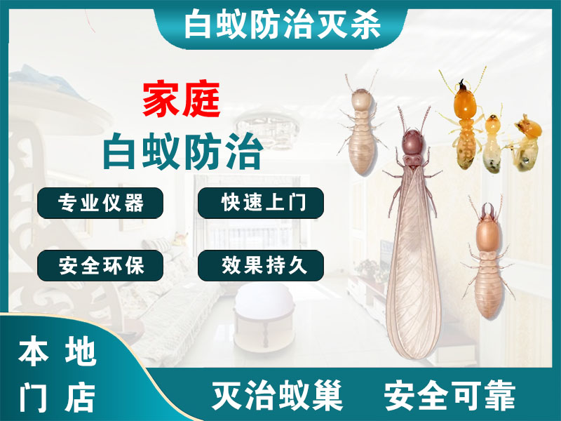 慈溪市家庭白蚁防治